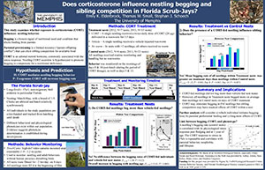 Does corticosterone influence nestling begging and sibling competition in Florida Scrib-Jays?