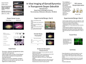 In Vivo Imaging of Gonad Dynamics in Transparent Casper Zebrafish Nikki Brantley