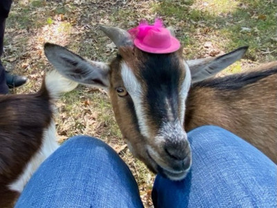 Goat wearing a hat Goat wearing a hat