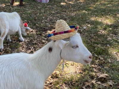 Goat wearing a hat Goat wearing a hat