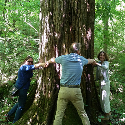 Largest Cottonwood tree at Meeman Largest Cottonwood tree at Meeman