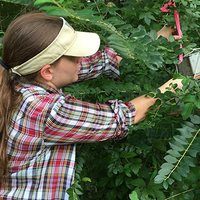 Sarah Swing assesses use of arboreal habitat at Meeman Biological Station Sarah Swing assesses use of arboreal habitat at Meeman Biological Station