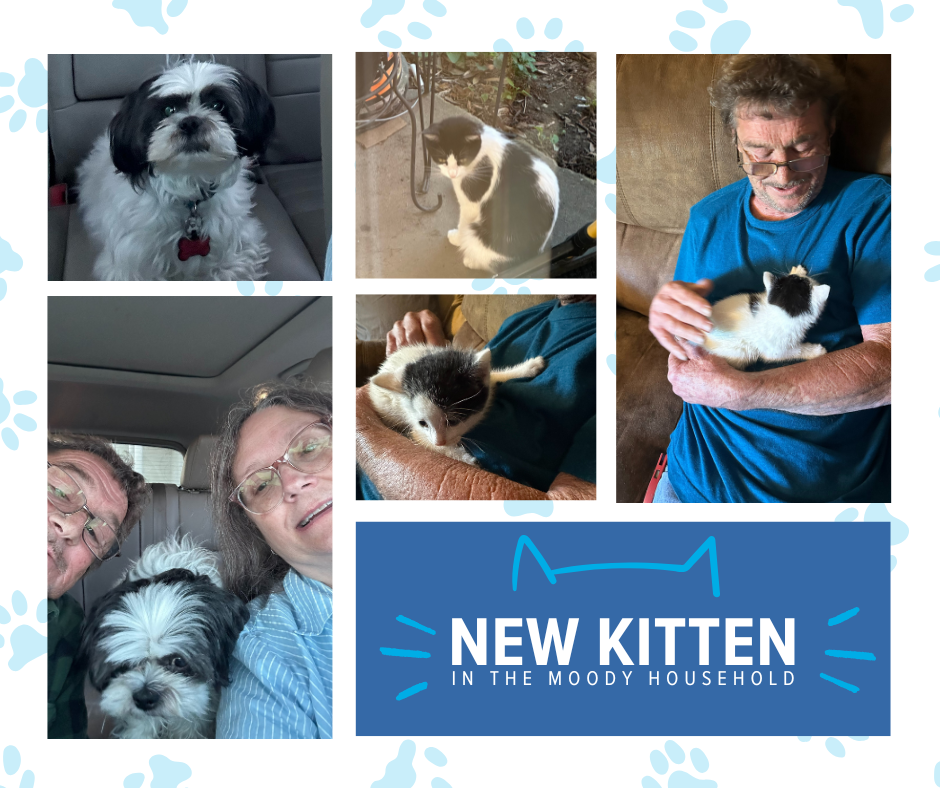 Dianne Moody New Kitten