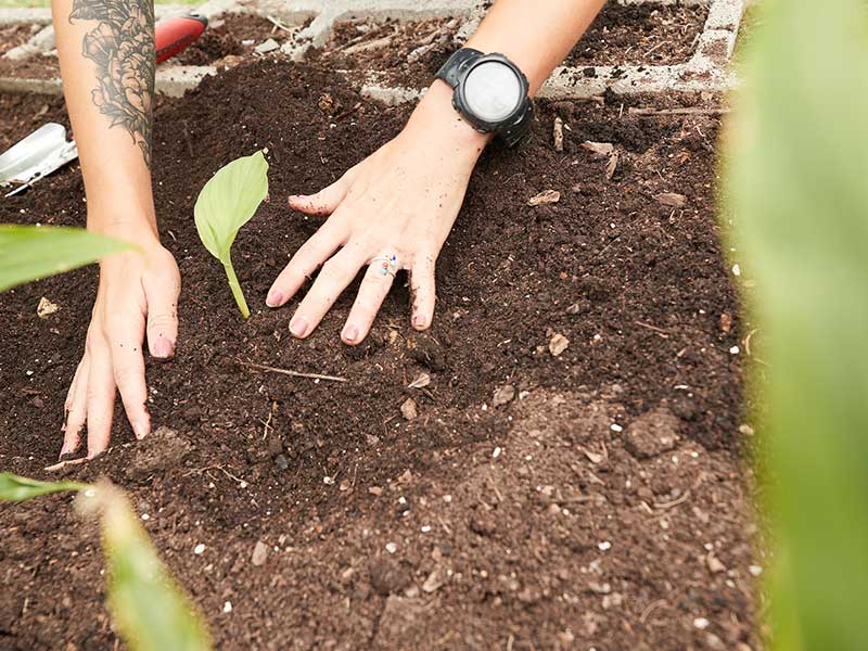 Planting in soil Planting in soil
