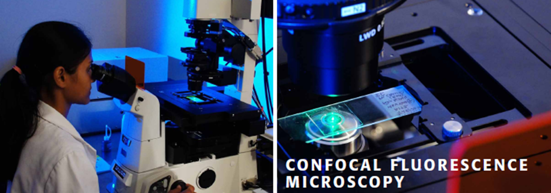 Bright Field & Fluorescence Microscopy Bright Field & Fluorescence Microscopy