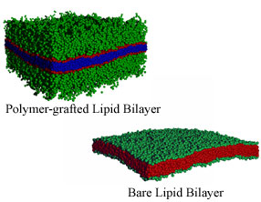 Lipid Bilayer