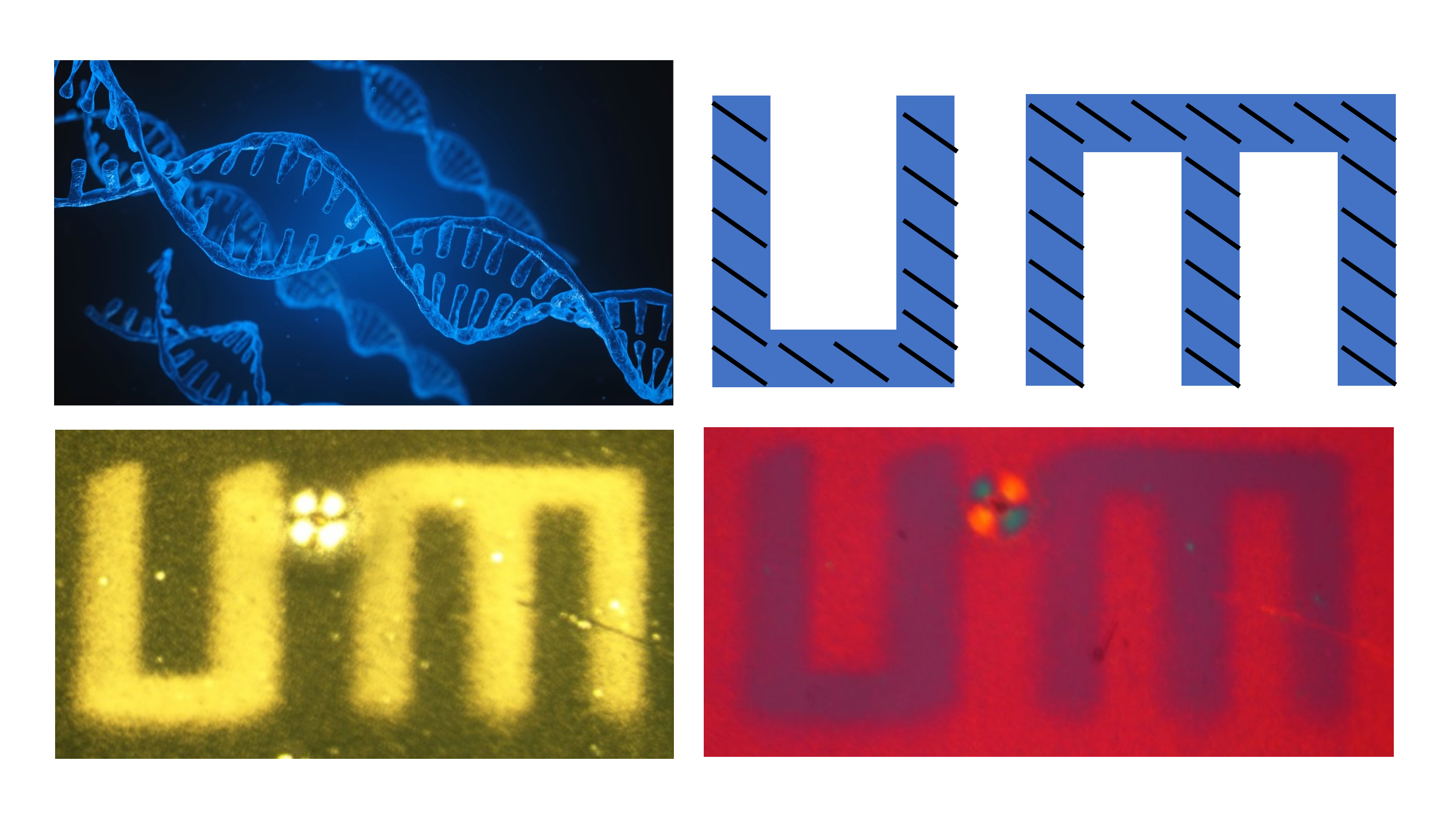 DNA self-assembled into UM Logo