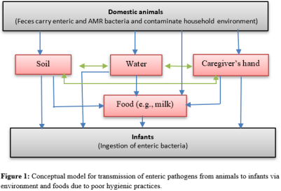 Conceptual model for transmission of enteric pathogens from animals to infants via environment and foods due to poor hygienic practices 