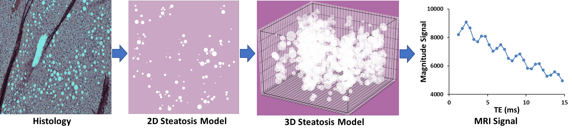 Steatosis Simulation