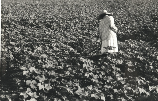 Chopping Cotton in Fayette County