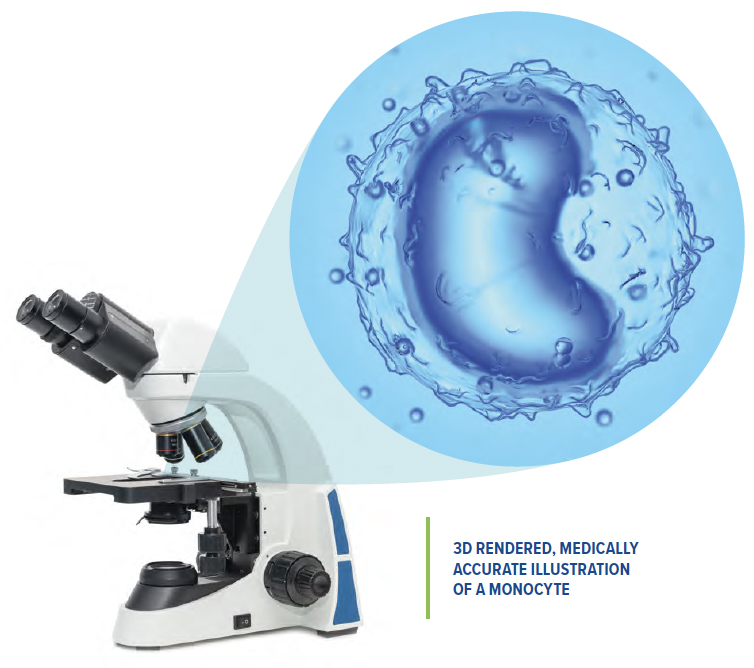 3D RENDERED, MEDICALLY ACCURATE ILLUSTRATION OF A MONOCYTE